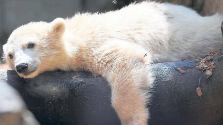 Abhängen. Anori, Knuts Halbschwester, geht es im Zoo Wuppertal gut. Die am 4. Januar 2012 geborene Eisbärin wird von ihrem Muttertier Vilma aufgezogen – noch. 