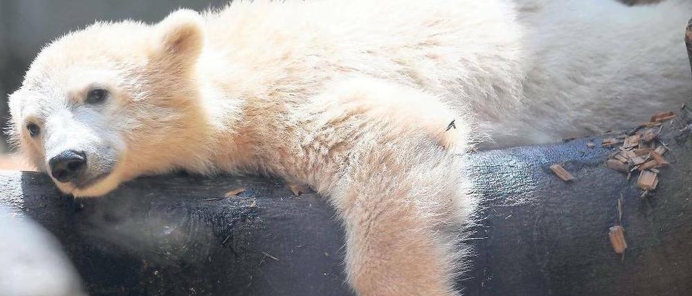 Abhängen. Anori, Knuts Halbschwester, geht es im Zoo Wuppertal gut. Die am 4. Januar 2012 geborene Eisbärin wird von ihrem Muttertier Vilma aufgezogen – noch. 