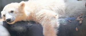 Abhängen. Anori, Knuts Halbschwester, geht es im Zoo Wuppertal gut. Die am 4. Januar 2012 geborene Eisbärin wird von ihrem Muttertier Vilma aufgezogen – noch. 