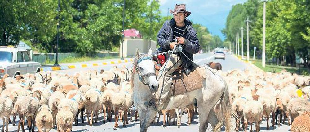 Viehherden auf den Straßen im Hinterland von Aserbaidschan sind nicht die einzigen Hindernisse für Touristen.