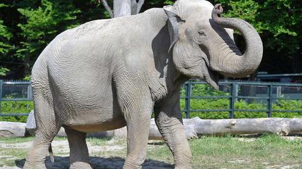 Hat eine Vergangenheit als Artistin: Orakel-Elefant Citta im Krakauer Zoo.