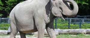 Hat eine Vergangenheit als Artistin: Orakel-Elefant Citta im Krakauer Zoo.