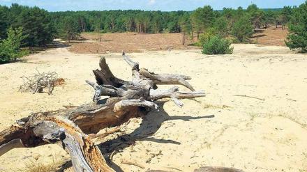 Versandet. Die Sommer werden heißer, die Unwetter heftiger. Der Klimawandel hat längst begonnen in der Region. 