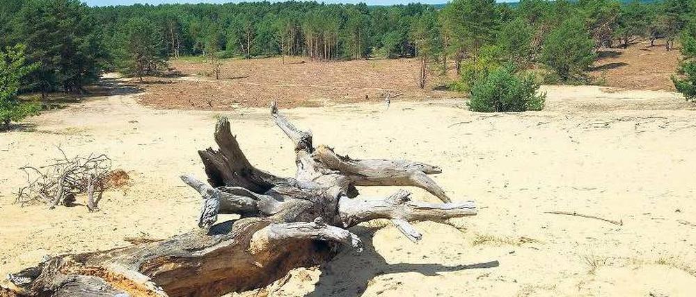 Versandet. Die Sommer werden heißer, die Unwetter heftiger. Der Klimawandel hat längst begonnen in der Region. 