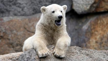 070627_knut17_ddp.jpg