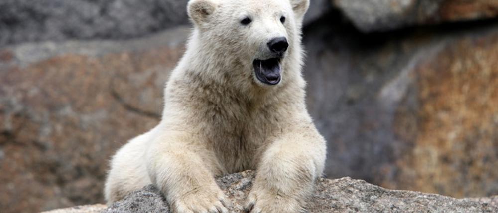 070627_knut17_ddp.jpg