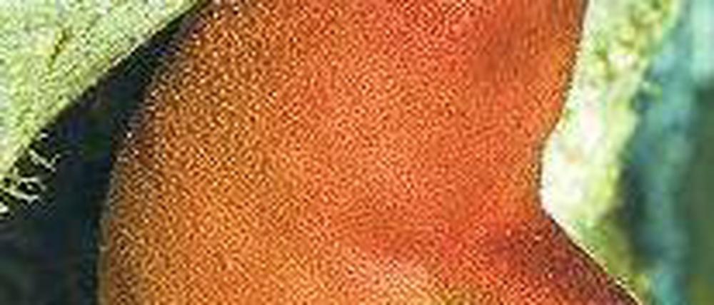 Das ist sie