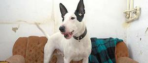 Die Kampfhundeliste soll bald der Vergangenheit angehören. 