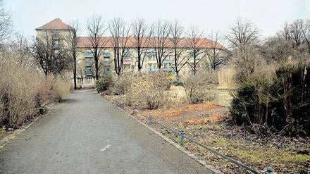 Blickdicht bewuchert: Der Louise-Schroeder-Platz in Wedding. Liebe Leserinnen, liebe Leser, klicken Sie hier, um zu kommentieren, zu kritisieren und um Verbesserungsvorschläge für den Louise-Schroeder-Platz zu machen. Wir wünschen eine spannende Debatte!