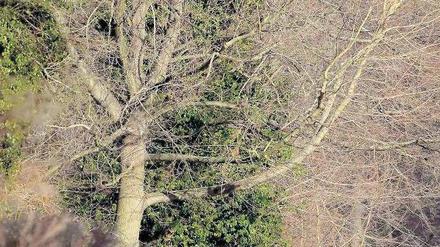 Alarmstufe Grün. Fast jeder dritte Baum in Berlin ist deutlich geschädigt.