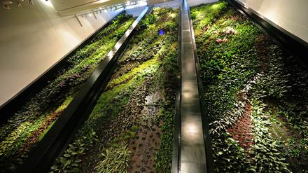 Der Vertikale Garten bei Dussmann ist 15 Meter breit und 18 Meter hoch. 6672 tropische Pflanzen von 157 Arten wachsen jetzt zu einem lebendigen Kunstwerk heran. Fünf Wasserfälle bewässern das Projekt zusätzlich.