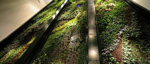 Der Vertikale Garten bei Dussmann ist 15 Meter breit und 18 Meter hoch. 6672 tropische Pflanzen von 157 Arten wachsen jetzt zu einem lebendigen Kunstwerk heran. Fünf Wasserfälle bewässern das Projekt zusätzlich.