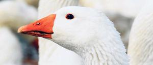 Schlau, schön, schmackhaft: Gänse haben den Forscher Konrad Lorenz beeindruckt, das US-Militär nutzt sie als „Wachtiere“. Zu Weihnachten landen sie im Backofen. 