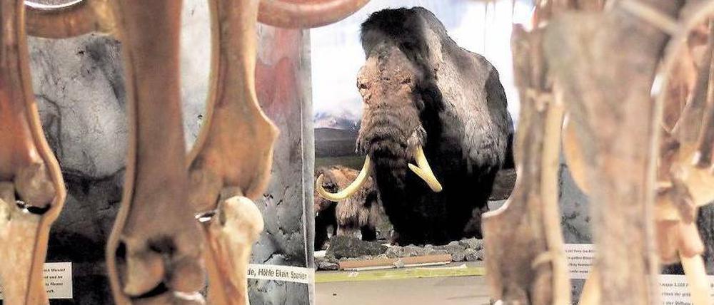 Dem Wandel nicht gewachsen. Das Mammut starb vor etwa 4000 Jahren aus. Im Neanderthal-Museum in Mettmann hat man es rekonstruiert und fossile Skelette ausgestellt. Foto: dpa