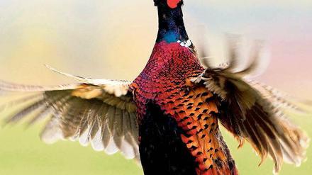 Warum sind Männchen meist schöner als Männer? Ein balzender Fasan. Foto: p-a/Wildlife