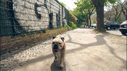 Geht immer. Leinenloser Kampfhund vor Graffiti in Berlin, Germany. Foto: Mike Wolff
