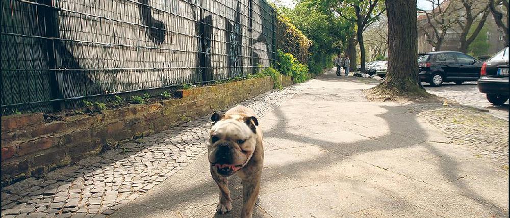 Geht immer. Leinenloser Kampfhund vor Graffiti in Berlin, Germany. Foto: Mike Wolff