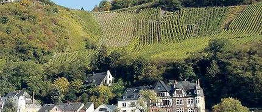 Ein sonniges Ergebnis. Bundesweit wird die Weinlese wohl ähnlich ausfallen wie in den Jahren zuvor, wahrscheinlich rund neun Millionen Hektoliter. Foto: dpa