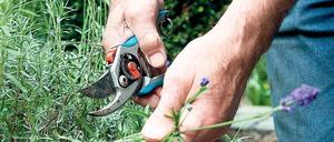 Zeit für einen Schnitt. Die letzte Ernte im Herbst im Kräuterbeet ist zeitgleich der Rückschnitt für Lavendel, Salbei und Oregano. Foto: dpa