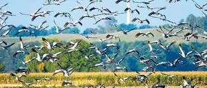 Rückzugsmanöver. Wer Kraniche wie hier im Oderbruch beobachten will, der sollte möglichst dunkle Kleidung tragen. Zudem empfiehlt es sich, ein Fernglas mitzuführen. Vor allem aber sollte man sich rücksichtsvoll verhalten und die Tiere nicht aufschrecken. Fotos: dpa/Patrick Pleul