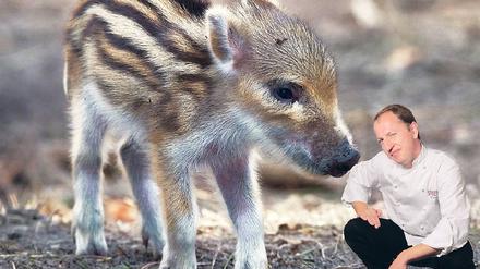 Als Braten ganz groß. Vom Streifzug durch den Wald bringt Steffen Specker den Kochseminar-Teilnehmern leckeres Wild mit. Der niedliche Frischling schmeckt, im Backrohr mit Gewürzsud gegart, einfach zu gut. Foto: picture alliance/dpa; Montage: Kai-Uwe Heinrich