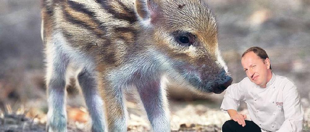 Als Braten ganz groß. Vom Streifzug durch den Wald bringt Steffen Specker den Kochseminar-Teilnehmern leckeres Wild mit. Der niedliche Frischling schmeckt, im Backrohr mit Gewürzsud gegart, einfach zu gut. Foto: picture alliance/dpa; Montage: Kai-Uwe Heinrich