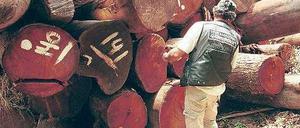Teures Gut. Beschlagnahmtes Mahagoni-Holz im Amazonas-Gebiet. Foto: dpa