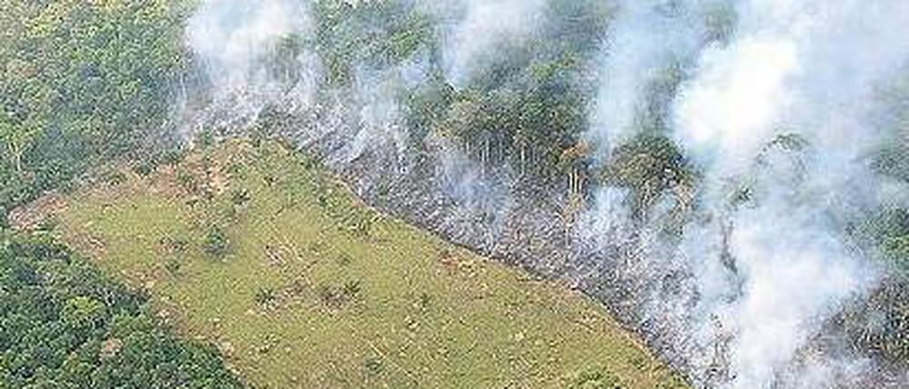 Brandrodung: Allein in den vergangenen sechs Monaten wurden im Amazonasgebiet 900 Quadratkilometer Wald vernichtet, um Ackerland zu gewinnen. Foto: Marcelo Sayao, pa/dpa