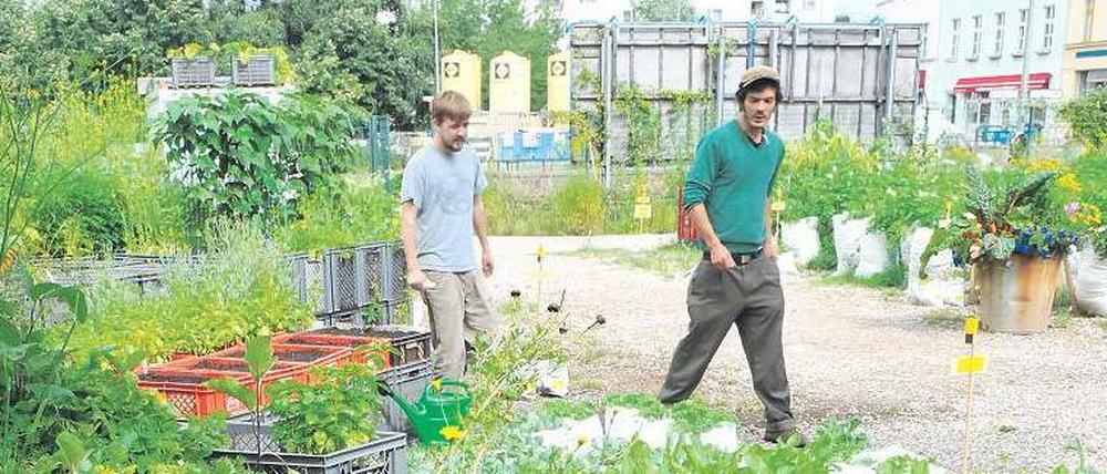Zurück in die Zukunft. Der Prinzessinnengarten in Berlin zählt zu den vom Nachhaltigkeitsrat ausgezeichneten Projekten.