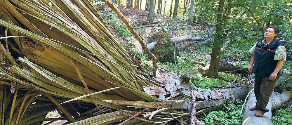 Unberührt. Im Grumsiner Forst ist die Natur sich selbst überlassen.