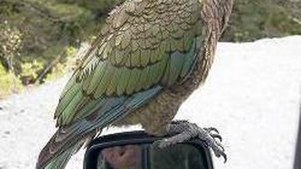 Neugierig. Die Vögel erkunden auch Autos und Rucksäcke nach Essbarem. 