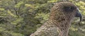 Neugierig. Die Vögel erkunden auch Autos und Rucksäcke nach Essbarem.