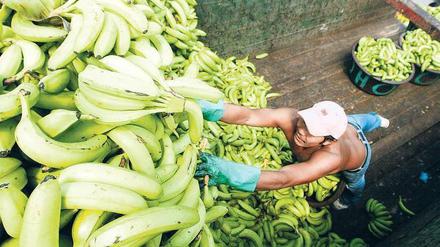 Kaum der Mühe wert. Ein Arbeiter entlädt seine Ware auf einem Markt in Tegucigalpa, Honduras. Nach Schätzungen der Gewerkschaft arbeiten rund 14 000 Honduraner auf Bananenplantagen. Die meisten von ihnen verdienen weniger als 250 Dollar im Monat. Foto: AFP