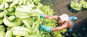 Kaum der Mühe wert. Ein Arbeiter entlädt seine Ware auf einem Markt in Tegucigalpa, Honduras. Nach Schätzungen der Gewerkschaft arbeiten rund 14 000 Honduraner auf Bananenplantagen. Die meisten von ihnen verdienen weniger als 250 Dollar im Monat. Foto: AFP