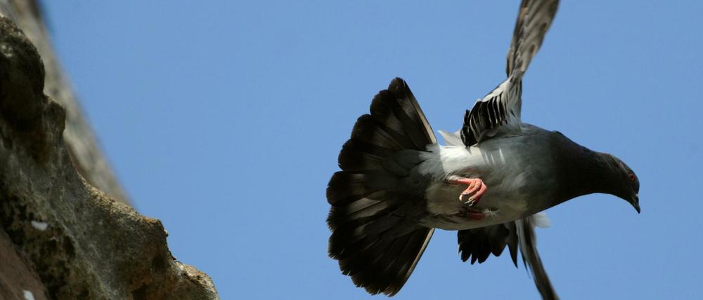 Eine Taube fliegt am von einem Mauervorsprung weg. (Archivbild)