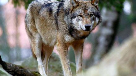 Bei Jüterbog wurde eine Wölfin ohne Genehmigung abgeschossen - obwohl die Tiere größten Schutzstatus genießen. Hier ein Wolf im Gehege des Lohberger Tierparks. 