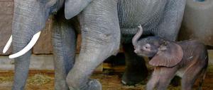 Die Afrikanische Elefantenkuh Sabah, hier mit einem ihrer Kälber, lebte seit 1987 im Tierpark Friedrichsfelde.