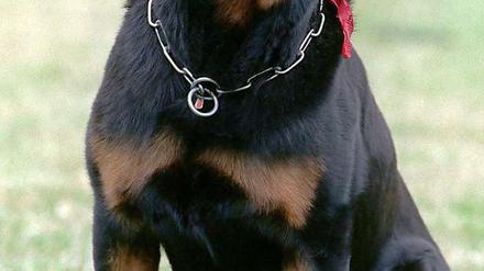 Kampfhund oder nicht? Ein Rottweiler. (Archivbild)