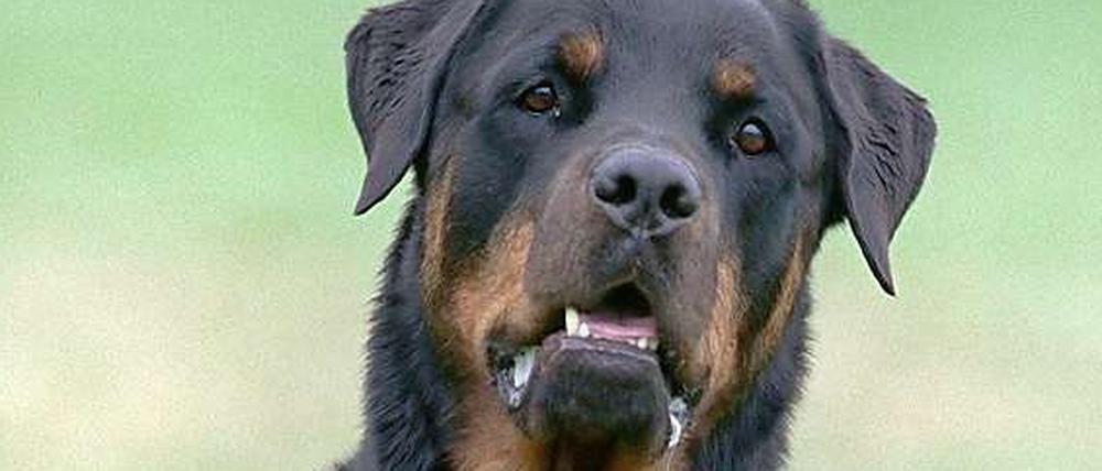 Kampfhund oder nicht? Ein Rottweiler. (Archivbild)