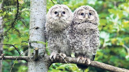 Mit Augenmaß. Zwei Käuzchen im Freigehege Neuschönau des Nationalparks. Hier gibt es auch einen Baumwipfelpfad. 