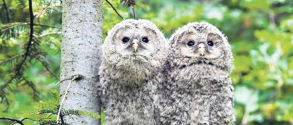 Mit Augenmaß. Zwei Käuzchen im Freigehege Neuschönau des Nationalparks. Hier gibt es auch einen Baumwipfelpfad.