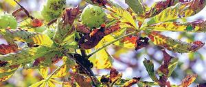 Neue Plage. Die Miniermotten setzen den Kastanien so stark zu wie selten zuvor, die befallenen Blätter verfärben sich besonders früh. Unter der geschlossenen Schneedecke des Winters überlebten sehr viele Puppen, in den heißen Sommerwochen breiteten sich die Schädlinge massenhaft aus.