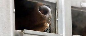 Jonathan Safran Foer schreibt in "Tiere essen" über qualvolle Massentierhaltung und Schlachtungen, die keine Ausnahmen sind.