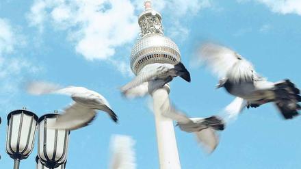 Schräge Vögel. Zurzeit leben die meisten Stadttauben an Orten, an denen sie besonders stören und auch selbst gefährdet sind. Die gezielte Umsiedlung in Taubenschläge soll das Problem lösen. Andere Städte haben damit bereits Erfahrungen gesammelt. Foto: Berthold Stadler/ddp