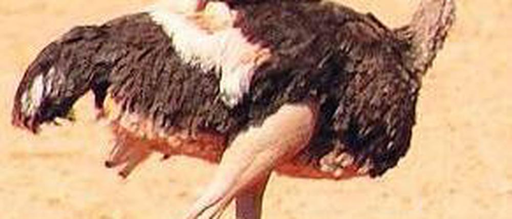 Im Laufschritt. Der Strauß kann bis zu 70 Kilometer pro Stunde erreichen. 