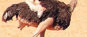 Im Laufschritt. Der Strauß kann bis zu 70 Kilometer pro Stunde erreichen.