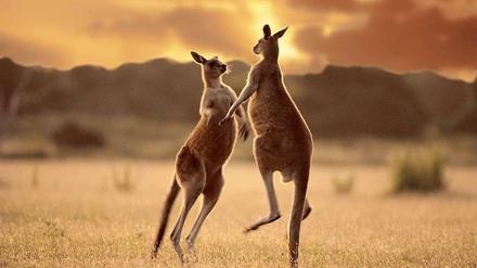 Kaum etwas ist so australisch wie Kängurus. Ihre Vorfahren kamen allerdings aus Südamerika. Das haben Forscher nun bestätigt.