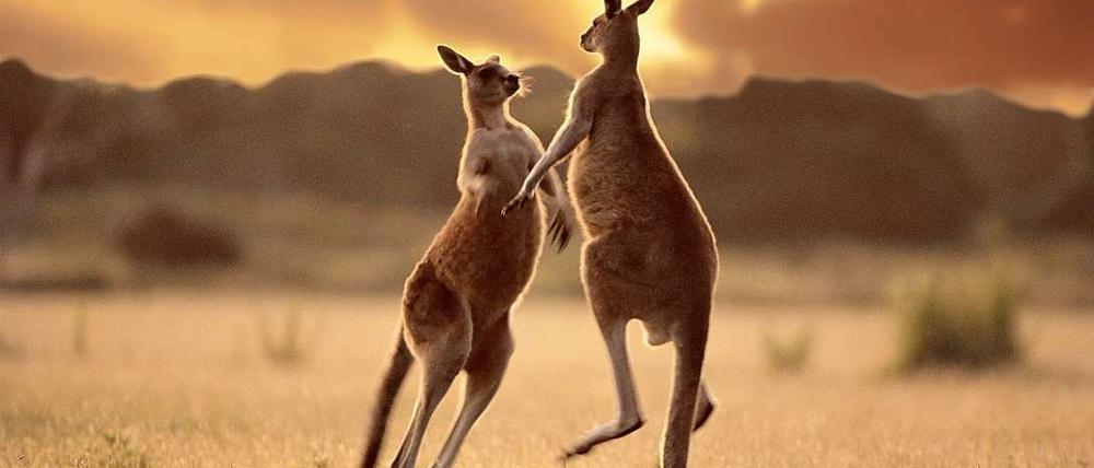 Kaum etwas ist so australisch wie Kängurus. Ihre Vorfahren kamen allerdings aus Südamerika. Das haben Forscher nun bestätigt.