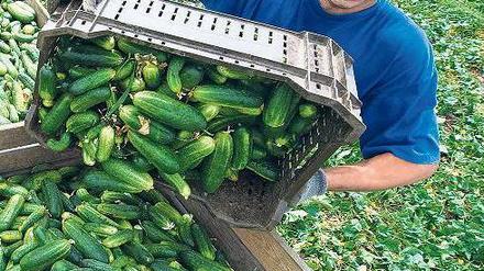 Gute Ernte – schlechte Aussichten. Die vom Land verordnete Reduzierung der Agrarfördermittel macht den Landwirten Sorgen. Hier ein Bild aus dem Spreewald. 