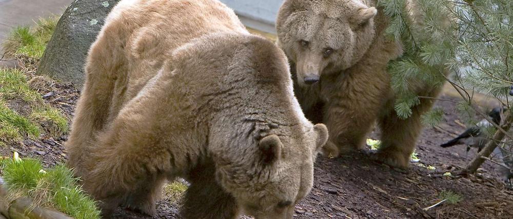 Maxi und Schnute, die Berliner Wappenbären, sollen umziehen.